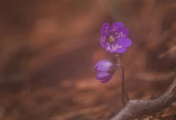 Wiosenne Kwiaty Lesie — Zdjęcie stockowe