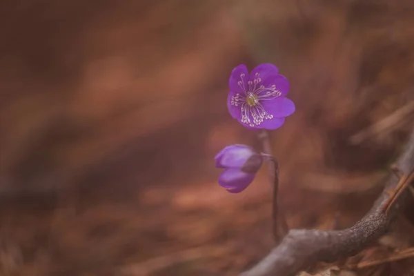 Ανοιξιάτικα Λουλούδια Στο Δάσος — Φωτογραφία Αρχείου
