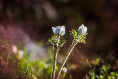 Bir yaz gününde dağ çiçekleri