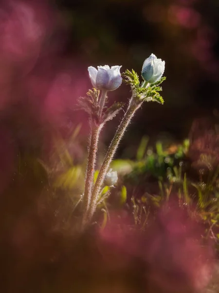 Ορεινά Λουλούδια Μια Καλοκαιρινή Μέρα — Φωτογραφία Αρχείου