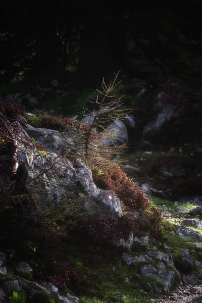 Les Horách Letního Východu Slunce — Stock fotografie