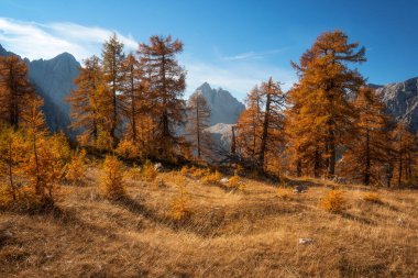 Julian Alpleri 'ndeki Slemenova Spica' da sonbahar