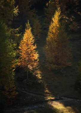 Julian Alpleri 'ndeki Slemenova Spica' da sonbahar