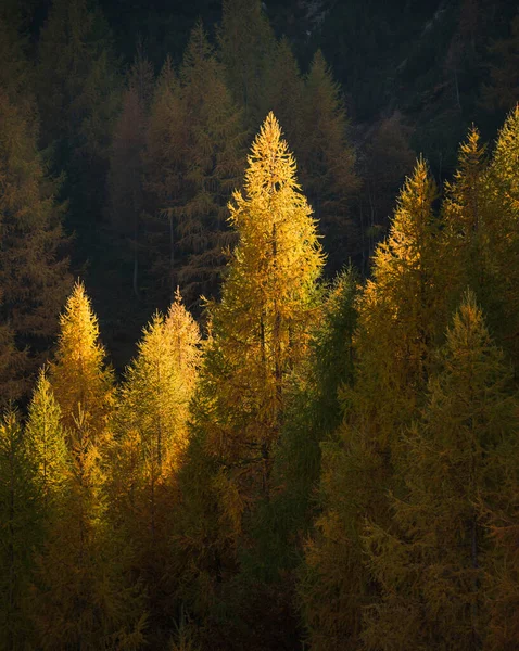 Julian Alpleri 'ndeki Slemenova Spica' da sonbahar