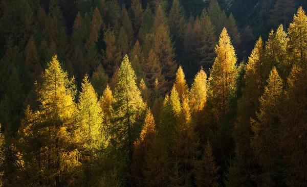 Julian Alpleri 'ndeki Slemenova Spica' da sonbahar