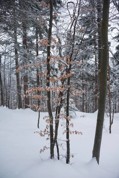 Winter Nebligen Wald — Stockfoto