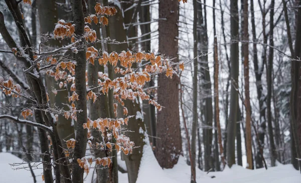 Hiver Dans Forêt Brumeuse — Photo