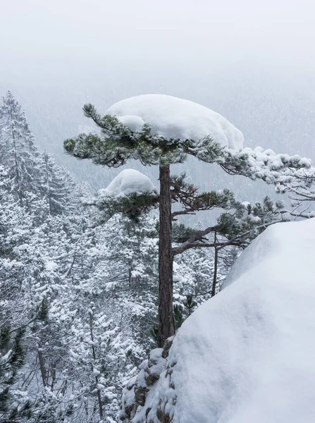 Hiver Dans Forêt Brumeuse — Photo