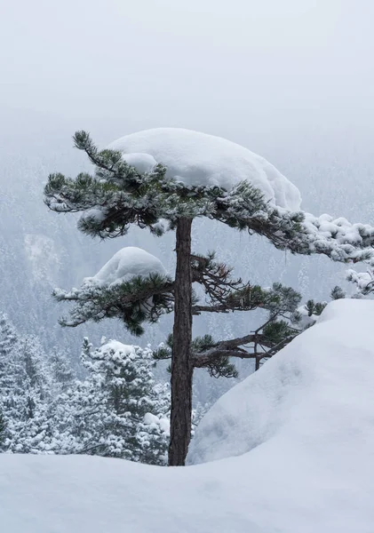 Tél Ködös Erdőben — Stock Fotó