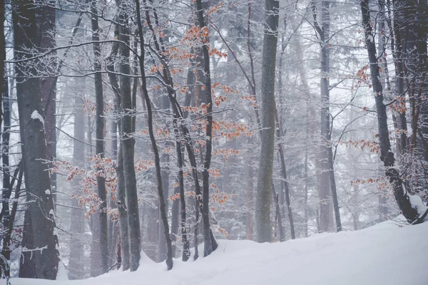Winter Nebligen Wald — Stockfoto