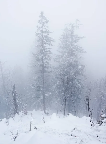 Winter Nebligen Wald — Stockfoto