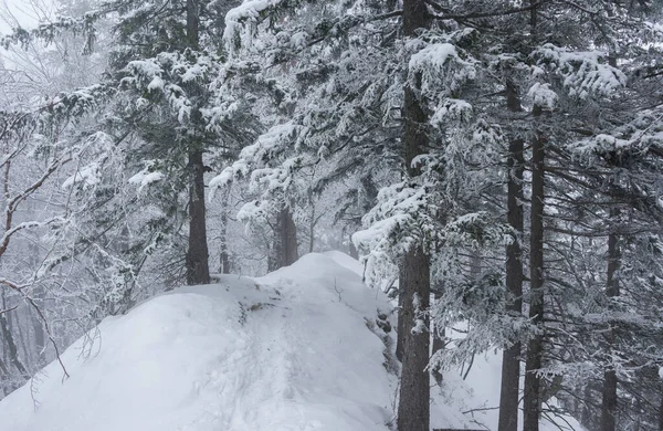 Winter Nebligen Wald — Stockfoto