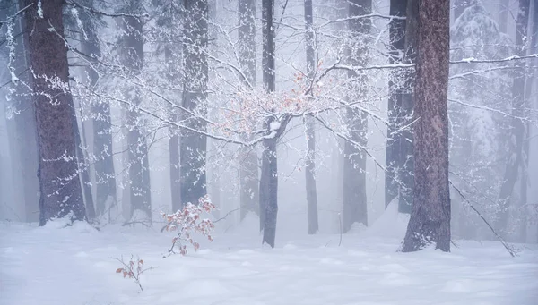 Zima Mglistym Lesie — Zdjęcie stockowe