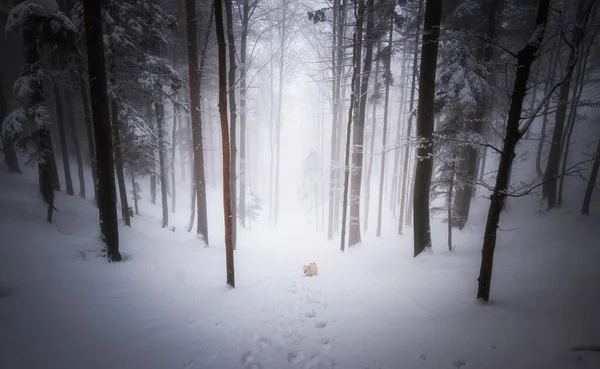 Χειμώνας Στο Ομιχλώδες Δάσος — Φωτογραφία Αρχείου