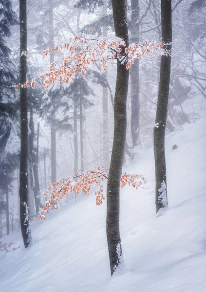 Inverno Floresta Nebulosa — Fotografia de Stock