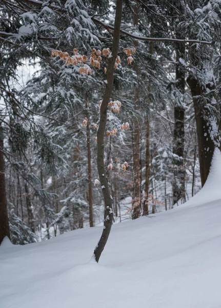 Winter Het Mistige Bos Rechtenvrije Stockfoto's