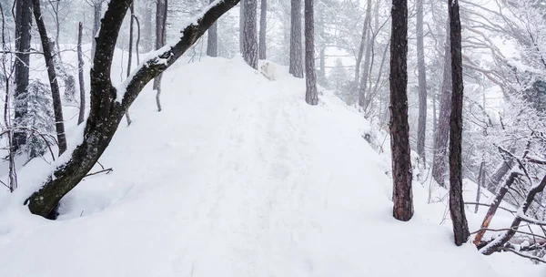 Winter Nebligen Wald lizenzfreie Stockfotos