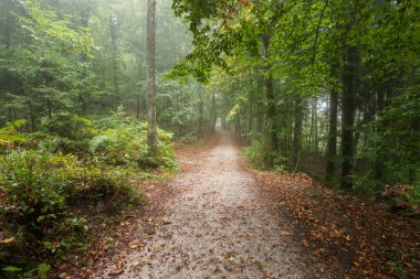 Sisli bir sonbahar ormanında yol