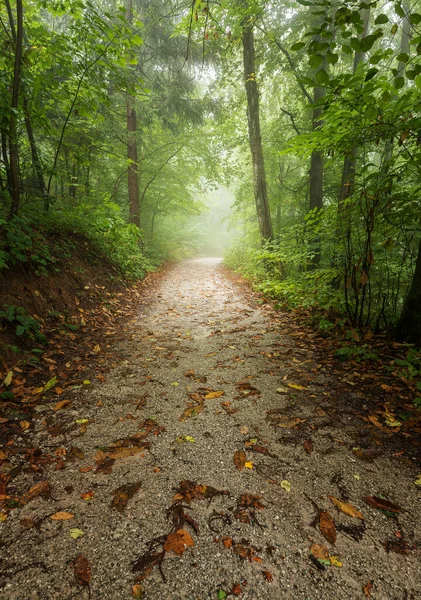 Sisli bir sonbahar ormanında yol