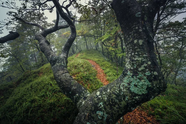 Verdrehter Baum Nebligen Wald — Stockfoto