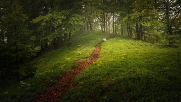 Saftig Grüner Wald Einem Nebligen Tag Mit Hund Auf Dem — Stockfoto