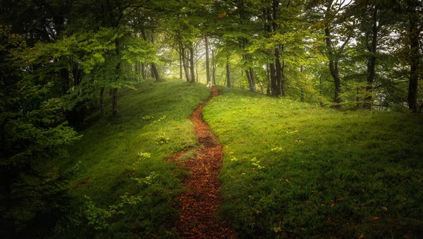 Saftig Grüner Wald Einem Nebligen Tag Mit Hund Auf Dem — Stockfoto