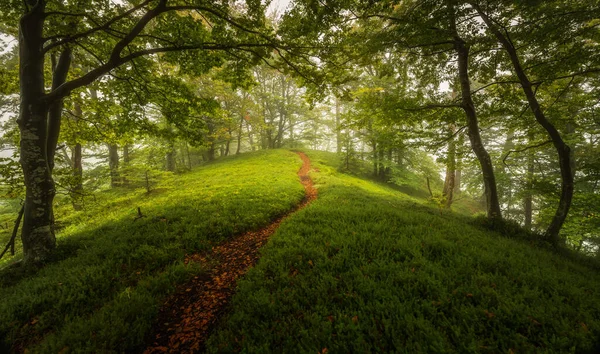 Saftig Grüner Wald Einem Nebligen Tag Mit Hund Auf Dem — Stockfoto
