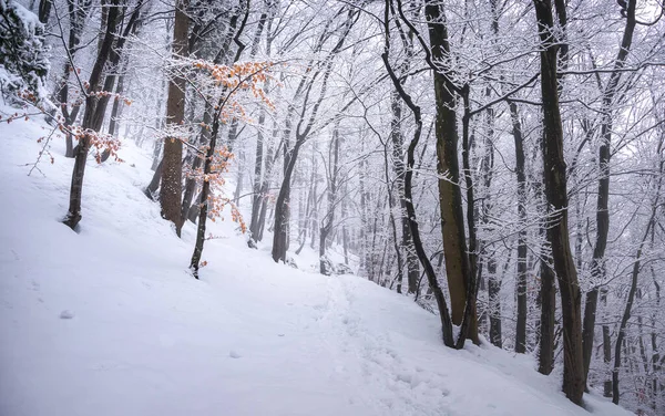 Winterwald Einem Nebligen Tag — Stockfoto