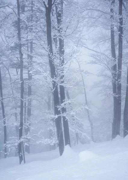 Zimowy Las Mglisty Dzień — Zdjęcie stockowe