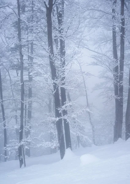 Winterwald Einem Nebligen Tag — Stockfoto