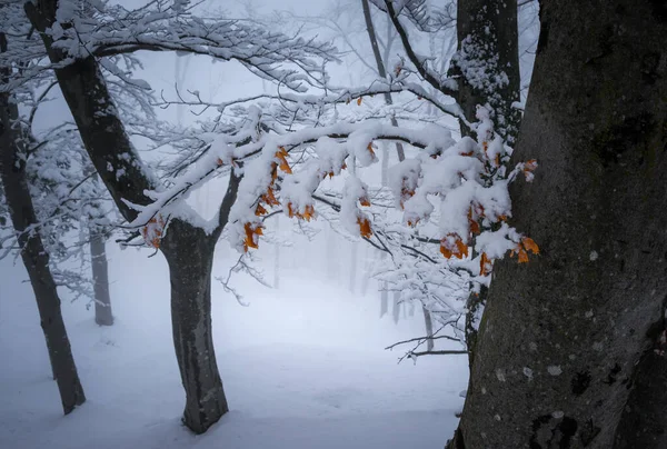 Floresta Inverno Dia Nebuloso — Fotografia de Stock