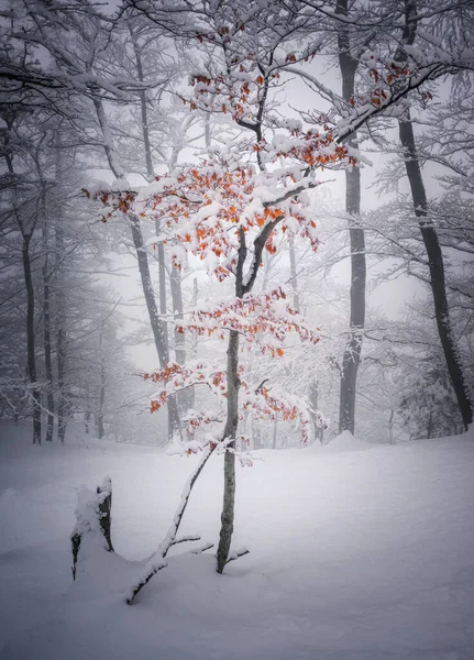 Winterwald Einem Nebligen Tag — Stockfoto