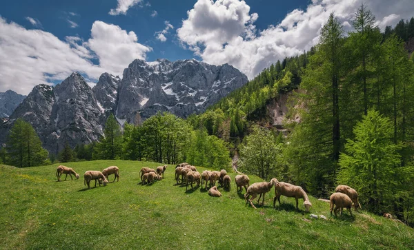 Schafe Den Julischen Alpen lizenzfreie Stockbilder