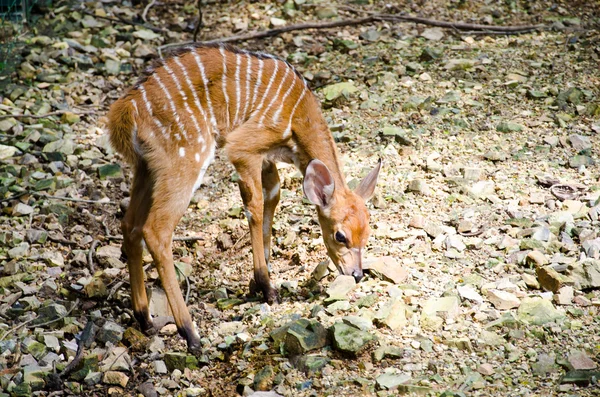 若いぶちの鹿 — ストック写真