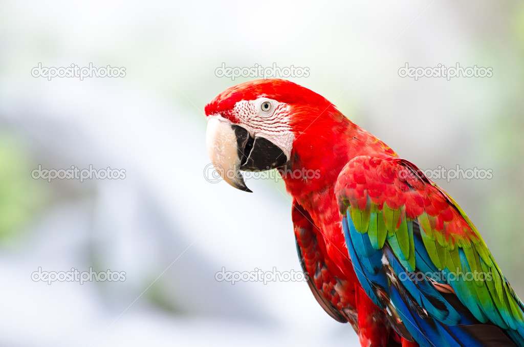 The Magnificent Green Wing Macaw