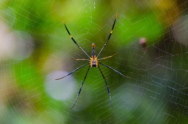 Mai Thong spider — Stock Photo, Image