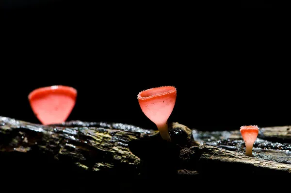 Roter Pilzbecher — Stockfoto