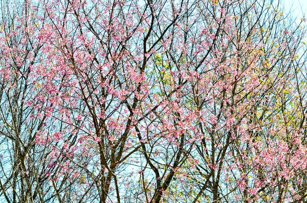 Třešňové květy. — Stock fotografie