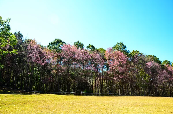 Copaci colorați — Fotografie, imagine de stoc