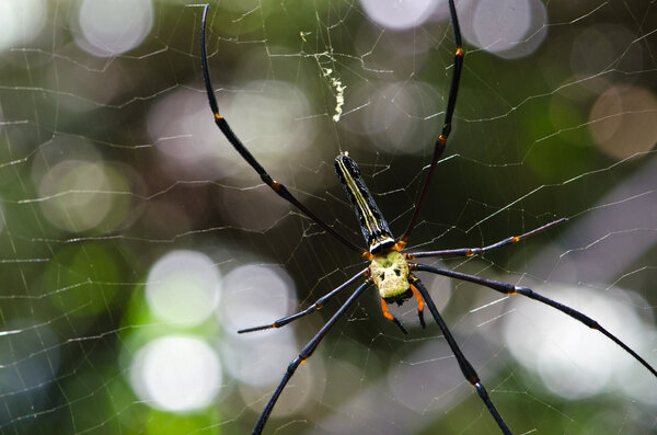 Mai Thong spider