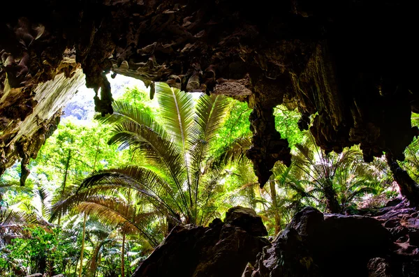 View from cave on rain forest. — Stock Photo, Image