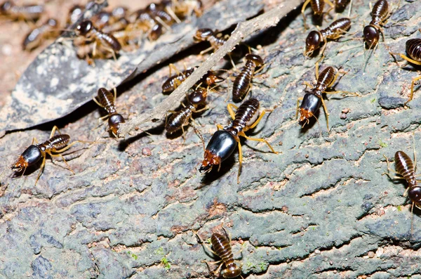Grupa termitów drewno Eater — Zdjęcie stockowe