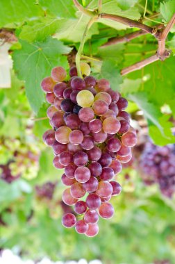 Üzüm bağında olgun üzümler.