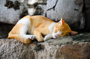 Uyuyan kedi