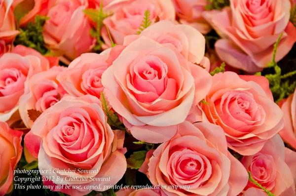 Roze rozen. — Stockfoto