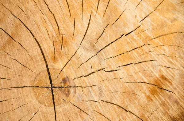 Circle at the age of the tree. — Stock Photo, Image