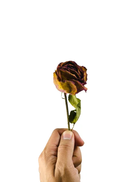 Rosen welken auf weißem Hintergrund — Stockfoto