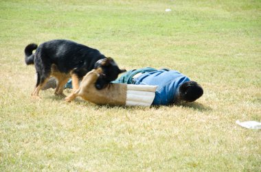 savaş köpekleri göster.