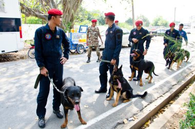 savaş köpekleri göster.