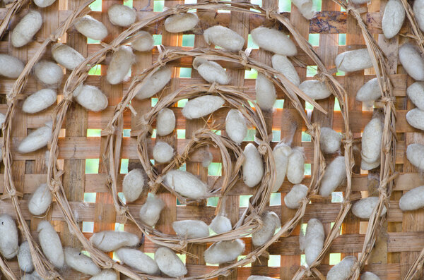 Коконский шелкопряд
